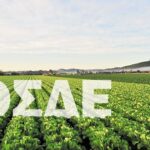 Προσοχή στις «παγίδες» του ΟΣΔΕ 2025: Τι αλλάζει σε καλλιέργειες, σταφίδα και παραστατικά