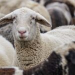 Ευλογιά στα αιγοπρόβατα: Σενάριο πανελλαδικού lockdown – «Η τελευταία ευκαιρία για να σωθεί η κτηνοτροφία»