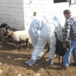 Ευλογιά αιγοπροβάτων: Το αυστηρό τελεσίγραφο Κέλλα – «Αν αποτύχουν τα μέτρα, θα πάμε σε lockdown»