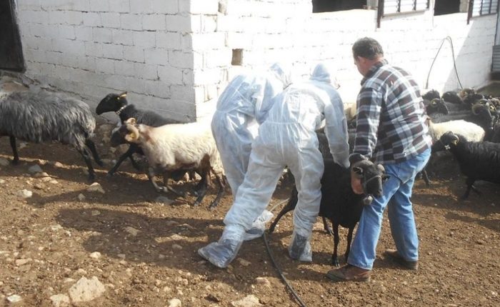 Ευλογιά αιγοπροβάτων: Το αυστηρό τελεσίγραφο Κέλλα – «Αν αποτύχουν τα μέτρα, θα πάμε σε lockdown»