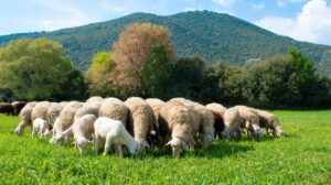 Συναγερμός με την ευλογιά αιγοπροβάτων – Κίνδυνος για lockdown από Τσιάρα