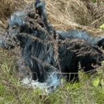 Θρίλερ με σκύλους κοντά στο Τσερνόμπιλ – Έχουν μπλε τρίχωμα