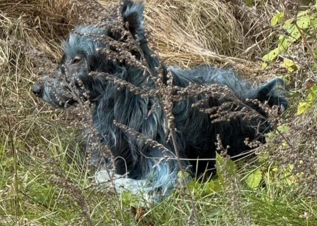 Θρίλερ με σκύλους κοντά στο Τσερνόμπιλ - Έχουν μπλε τρίχωμα