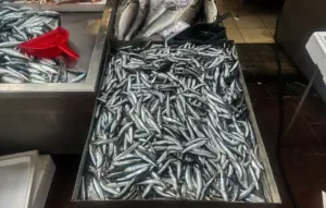 Τα ψάρια που δεν πρέπει να σταματήσετε να τρώτε αμέσως