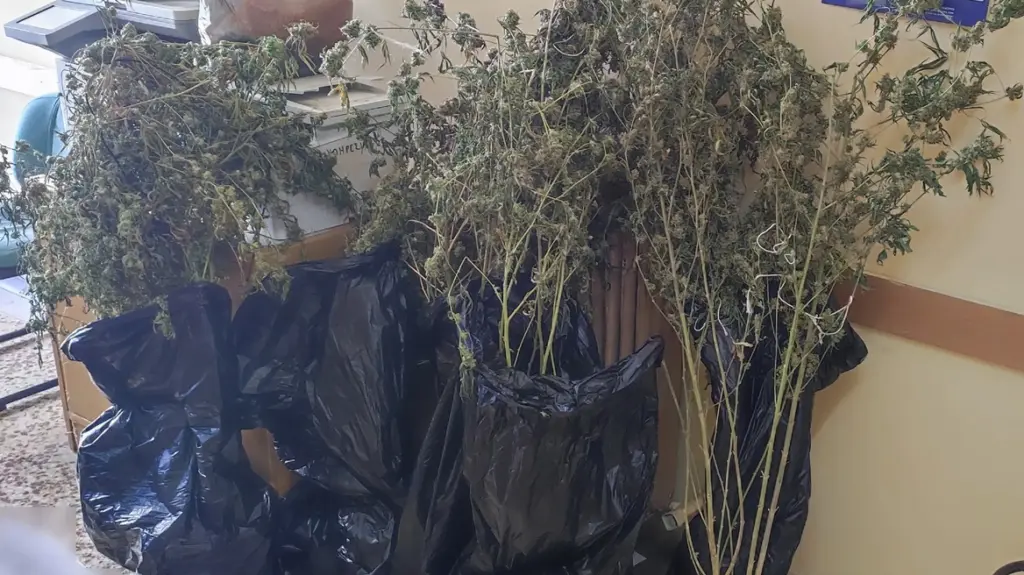 Πειραιάς: Δύο συλλήψεις για ναρκωτικά – Εντοπίστηκε πλήρως εξοπλισμένο εργαστήριο κάνναβης