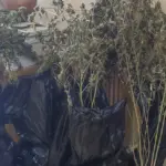 Πειραιάς: Δύο συλλήψεις για ναρκωτικά – Εντοπίστηκε πλήρως εξοπλισμένο εργαστήριο κάνναβης