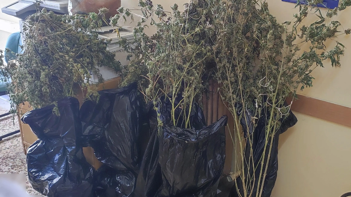 Πειραιάς: Δύο συλλήψεις για ναρκωτικά – Εντοπίστηκε πλήρως εξοπλισμένο εργαστήριο κάνναβης