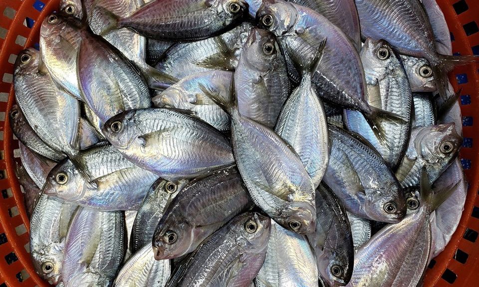 Τα 5 ψάρια που πρέπει να σταματήσετε να τρώτε