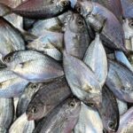 Σταματήστε αμέσως να τρώτε αυτά τα ψάρια – Είναι γεμάτα υδράργυρο