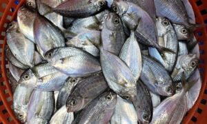 Σταματήστε αμέσως να τρώτε αυτά τα ψάρια – Είναι γεμάτα υδράργυρο