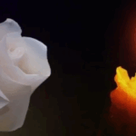 Πέθανε η Sally Kirkland: Η αγαπημένη ηθοποιός και Χρυσή Σφαίρα που συγκλόνισε τον κινηματογράφο