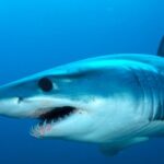 Μην το βάλετε ποτέ: Αυτό το χρώμα μαγιό μπορεί να σας κάνει «δόλωμα» για καρχαρίες