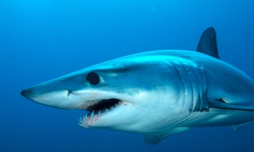 Μην το βάλετε ποτέ: Αυτό το χρώμα μαγιό μπορεί να σας κάνει «δόλωμα» για καρχαρίες