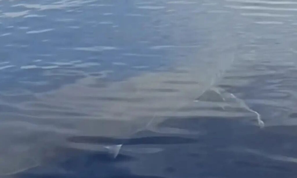 Έκπληκτοι ψαράδες στην Κάρπαθο: Βρέθηκαν «πρόσωπο με πρόσωπο» με λευκό καρχαρία