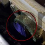 Λάρισα: Εδώ πνίγηκε η 49χρονη Ζωή – Πώς πιάστηκε το φουλάρι της στη μηχανή