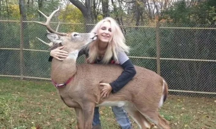 Σοκ: Την σκότωσε το... ελάφι που μεγάλωσε - Την κάρφωσε με τα κέρατα