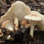 Σοβαρή δηλητηρίαση από μανιτάρια – Ζευγάρι μεταφέρεται σε Ρώμη για επείγουσα μεταμόσχευση ήπατος