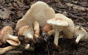 Σοβαρή δηλητηρίαση από μανιτάρια – Ζευγάρι μεταφέρεται σε Ρώμη για επείγουσα μεταμόσχευση ήπατος