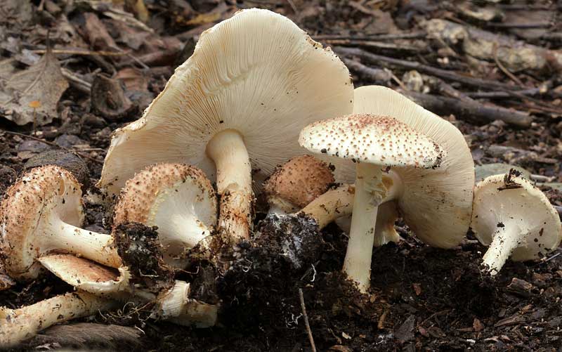 Σοβαρή δηλητηρίαση από μανιτάρια – Ζευγάρι μεταφέρεται σε Ρώμη για επείγουσα μεταμόσχευση ήπατος