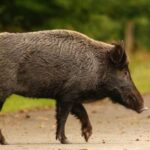 Σφοδρή σύγκρουση με αγριογούρουνο στην Εύβοια