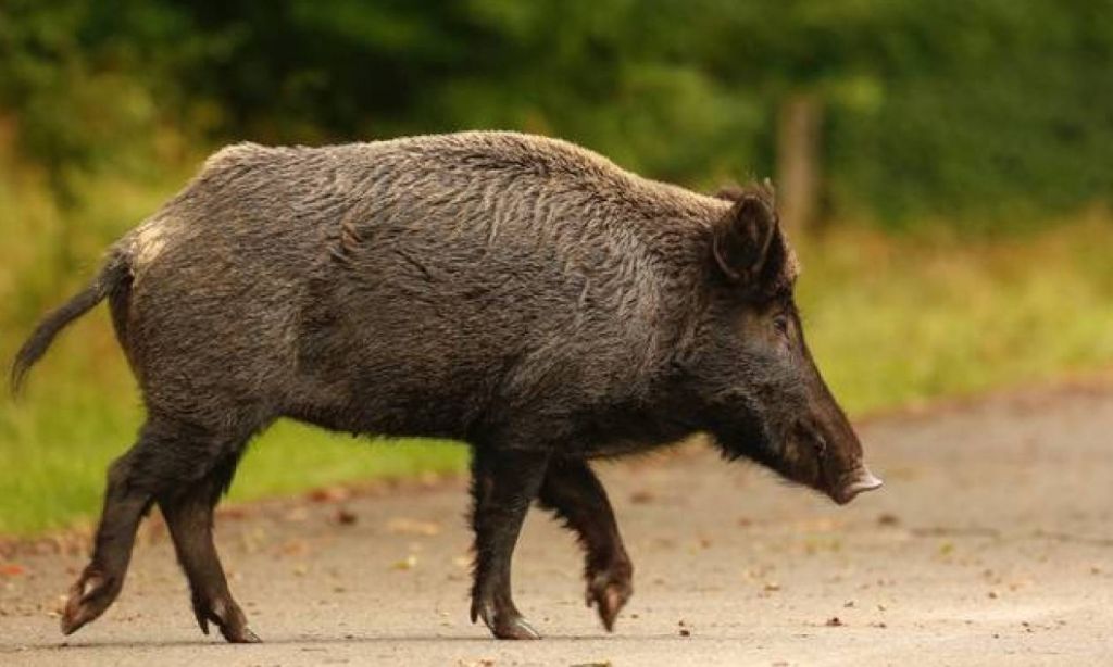Σφοδρή σύγκρουση με αγριογούρουνο στην Εύβοια