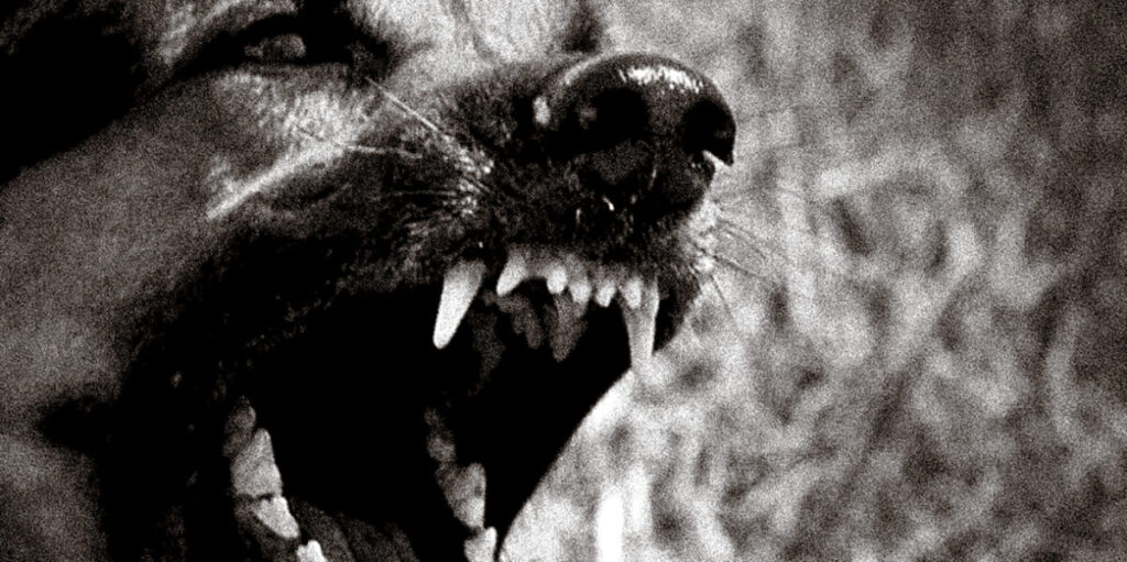 Σε κρίσιμη κατάσταση η 17χρονη στο Άργος που δέχθηκε επίθεση από σκύλους