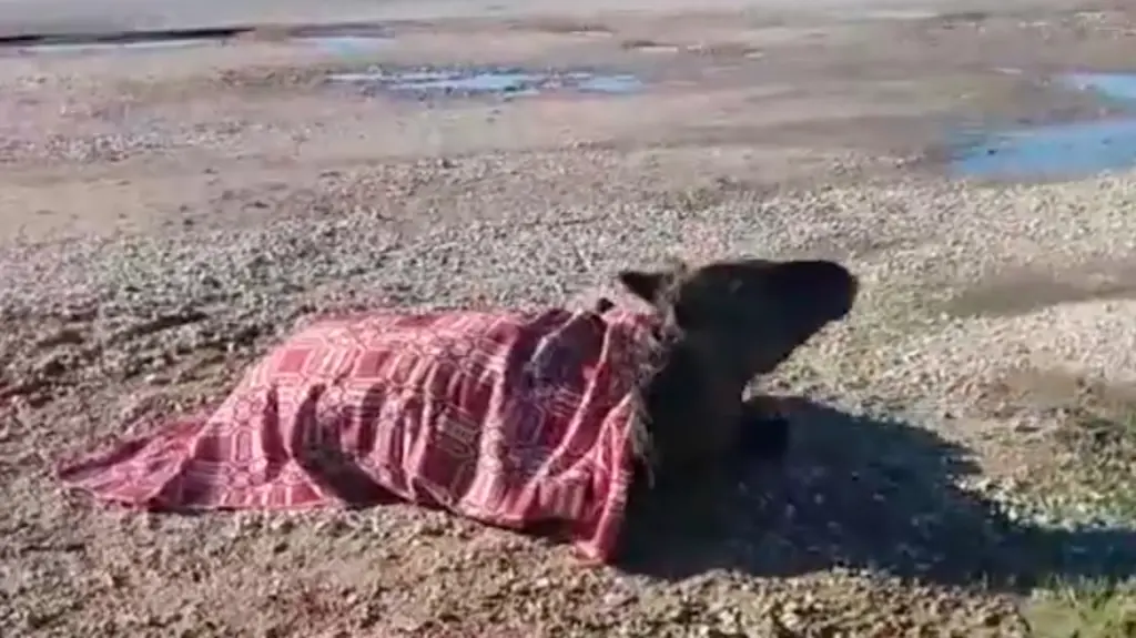 Σοβαρά τραυματισμένο άλογο μετά από τροχαίο στην Εθνική Οδό Αγρινίου – Αμφιλοχίας