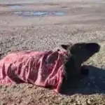 Σοβαρά τραυματισμένο άλογο μετά από τροχαίο στην Εθνική Οδό Αγρινίου – Αμφιλοχίας