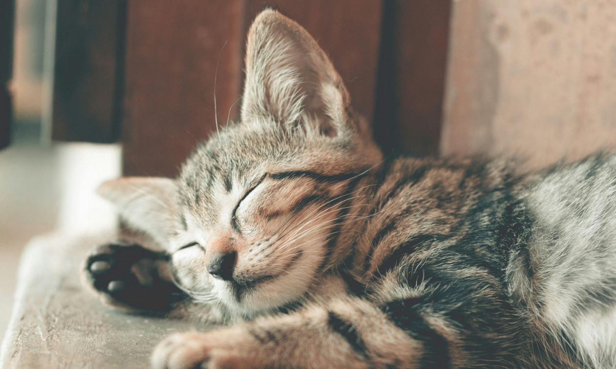 Έρευνα αλλάζει όλα όσα ξέραμε για τις γάτες: Πού και πότε εξημερώθηκαν οι πιστοί μας φίλοι