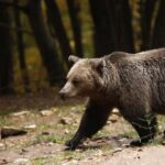 Σοκ! Αρκούδα επιτέθηκε σε μαθητές
