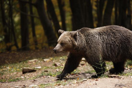 Σοκ! Αρκούδα επιτέθηκε σε μαθητές