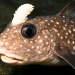 Βρέθηκε ψάρι-τέρας με δόντια στο κεφάλι – Σε σοκ οι επιστήμονες