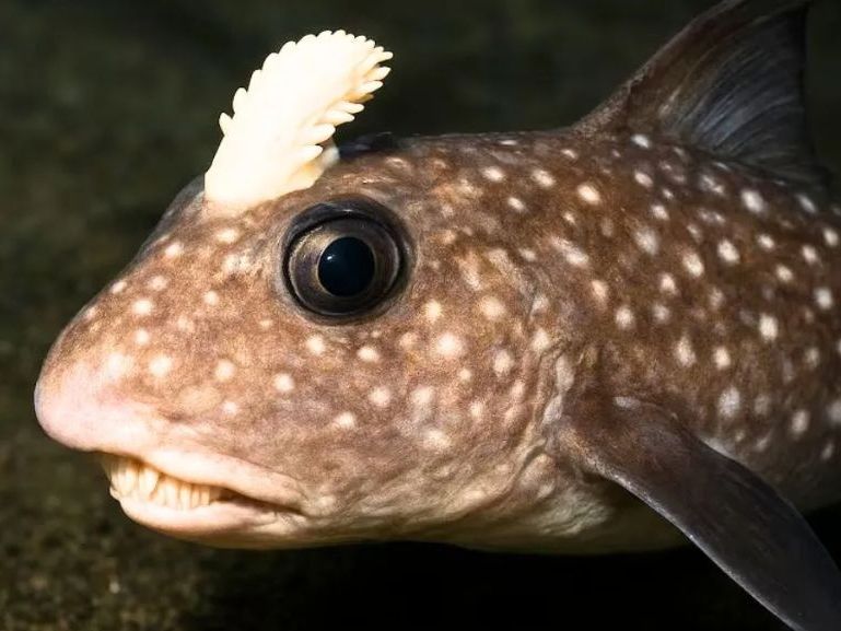 Βρέθηκε ψάρι-τέρας με δόντια στο κεφάλι – Σε σοκ οι επιστήμονες