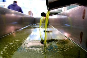 Ελαιόλαδο 2025-2026: Μειωμένη η φετινή παραγωγή κατά 50.000 τόνους – Πώς διαμορφώνονται οι τιμές παραγωγού