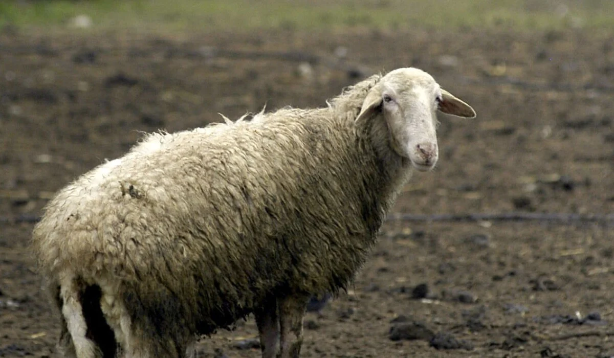Δραματικές στιγμές στην Ελλάδα: Περισσότερα από 423.000 ζώα θανατώθηκαν λόγω ευλογιάς αιγοπροβάτων