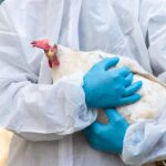 Συναγερμός! Ο Η5Ν5 πέρασε στον άνθρωπο – Τι λένε οι επιστήμονες