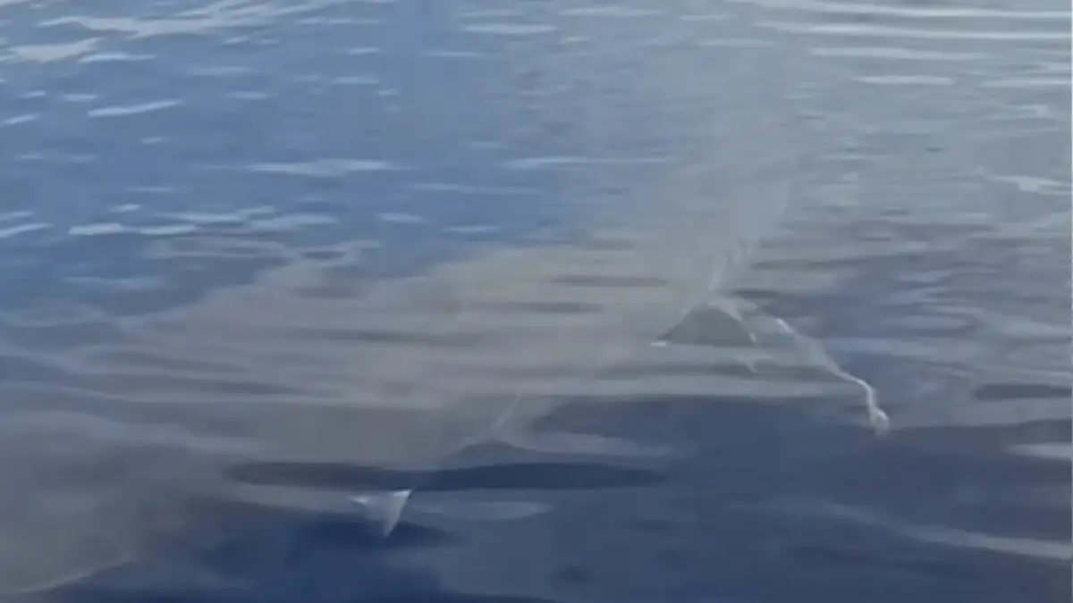 Λευκός καρχαρίας βρέθηκε σε Ελληνική θάλασσα – «Είναι πέντε μέτρα» (vid)