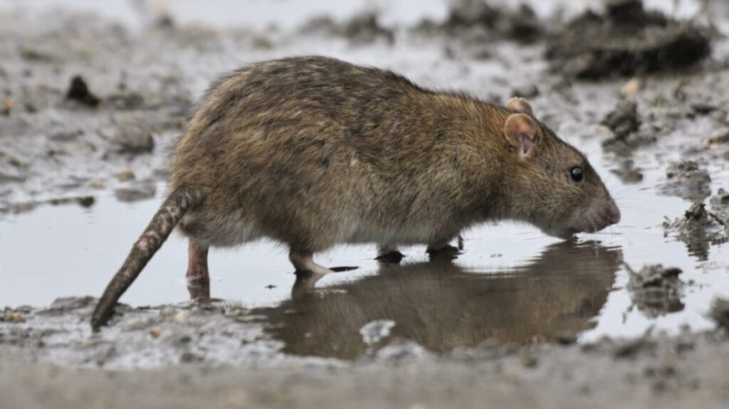 Σχολείο στον Βόλο «πολιορκείται» από αρουραίους