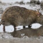 Σχολείο στον Βόλο «πολιορκείται» από αρουραίους