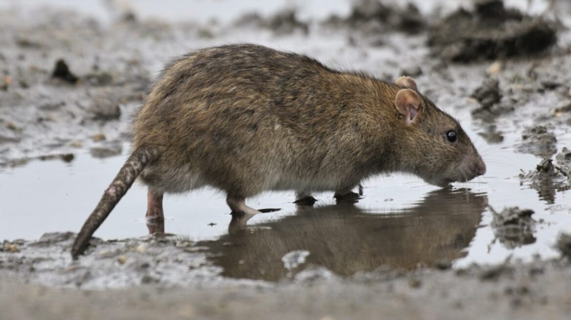 Σχολείο στον Βόλο «πολιορκείται» από αρουραίους