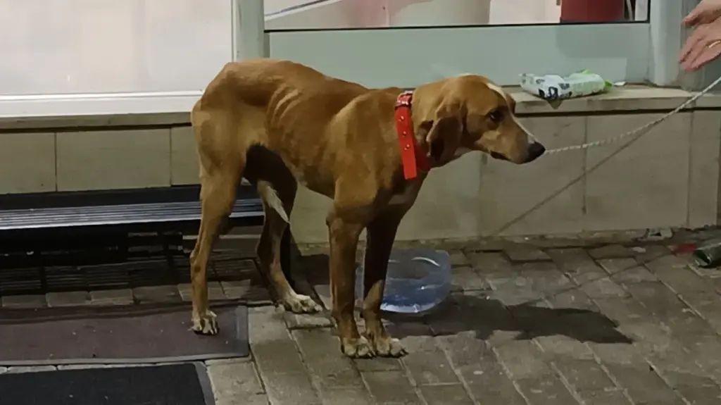 Βαρβαρότητα! Έβαλαν σκύλο σε τσουβάλι και τον πέταξαν σε κάδο σκουπιδιών