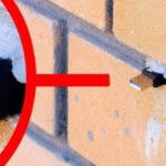 Προσοχή: Τι να κάνετε όταν θα δείτε αυτό σε έναν τοίχο