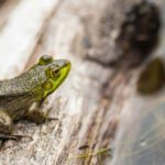 Πόναγε η πλάτη της και κατάπιε 8 βατράχια για να της περάσει – Δεν κατέληξε όπως θα περίμενε