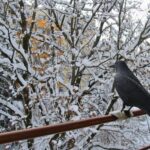 Ο Ατλαντικός θα πει την τελευταία κουβέντα – Φόβοι για βαρυχειμωνιά στην Ελλάδα