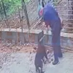 Θανατώθηκε το ροτβάιλερ που επιτέθηκε σε 76χρονο – Τι λέει ο γιος του