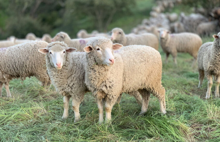 Συναγερμός από το BBC για την φέτα στην Ελλάδα – Τι θα συμβεί
