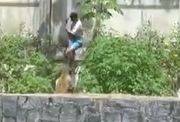 ΣΟΚ! 19χρονος πήδηξε σε κλουβί με λιοντάρι και τον έφαγε ζωντανό