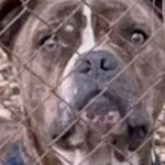 Θάνατος παιδιού από επίθεση πίτμπουλ: Ανατριχίλα από τις νέες αποκαλύψεις