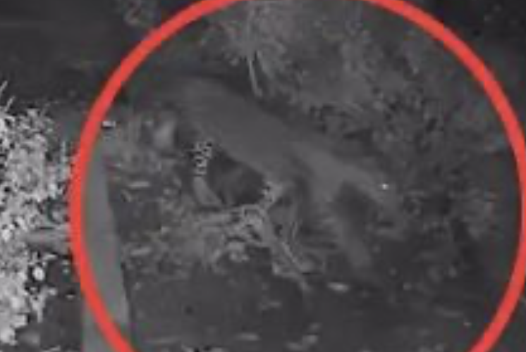 Τραγωδία: Τετράχρονο αγόρι σκοτώθηκε από λεοπάρδαλη