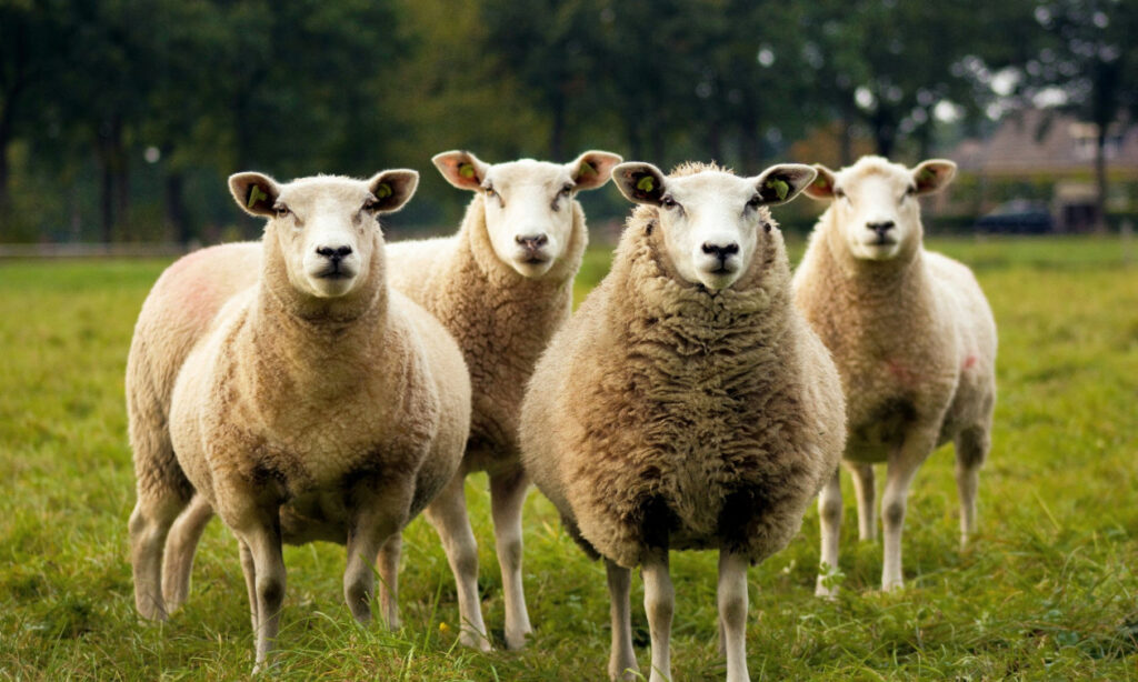 Γερμανία: Πρόβατα έφυγαν από χωράφι και εισέβαλαν σε σούπερ μάρκετ